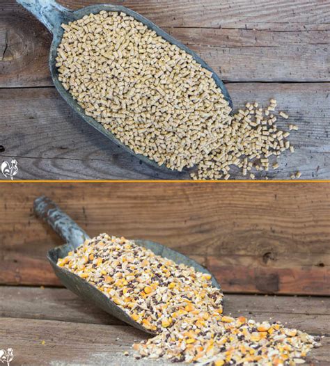 Learn how to make your own chicken or poultry feed for your small. . How to turn chicken pellets into crumble